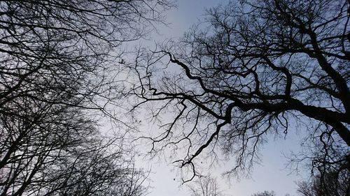 Low angle view of bare trees against sky