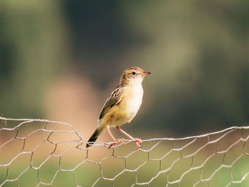 Close-up of bird perching