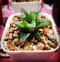 Close up of salad