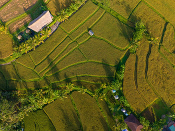 High angle view of agricultural field