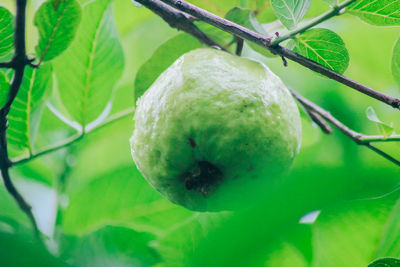 Close-up of fruits hanging on tree