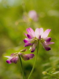 Close-up of pink flowers