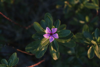 Close-up of purple flowers blooming outdoors