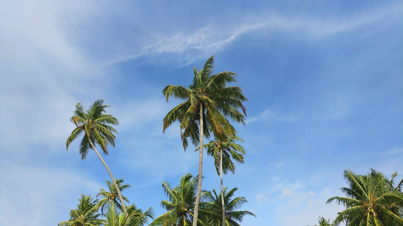 tree, low angle view, palm tree, growth, sky, blue, green, scenics, tree trunk, high section, nature, branch, beauty in nature, tranquil scene, day, tranquility, green color, cloud - sky, outdoors, cloud, treetop, tall - high, lush foliage, no people, coconut palm tree, tropical tree, solitude, non-urban scene, remote