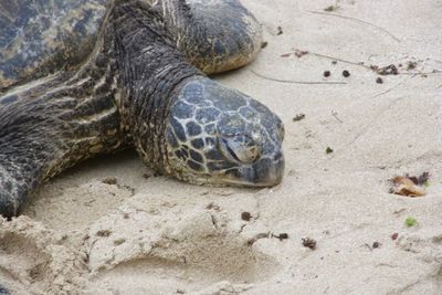 High angle view of tortoise on beach