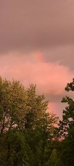 Low angle view of plants against sky during sunset