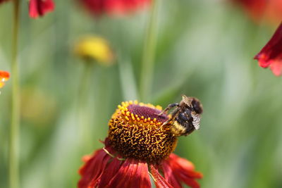 Close-up of butterfly pollinating on flower