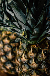 Close-up of plant leaves