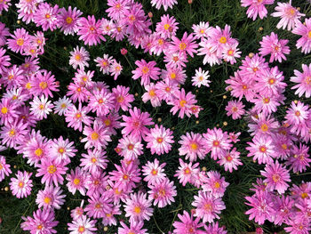 High angle view of pink flowering plants