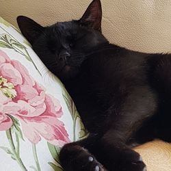 Close-up of black cat relaxing on bed at home