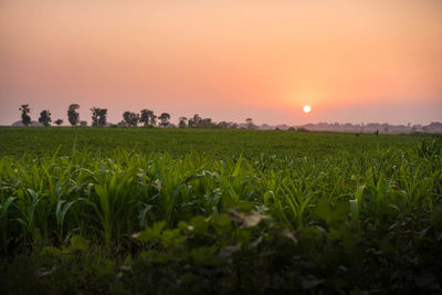 Scenic view of field against sky during sunset