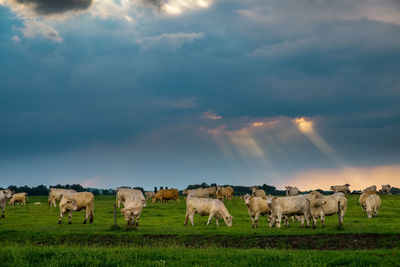 Herd of cows on grassy field against sky