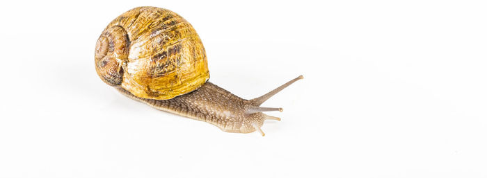 Close-up of snail on white background