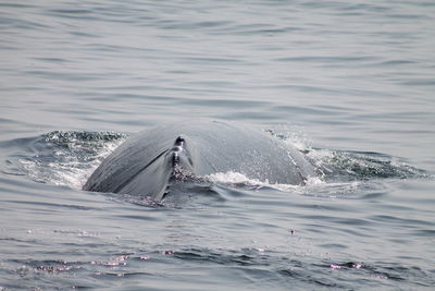 View of whale in sea