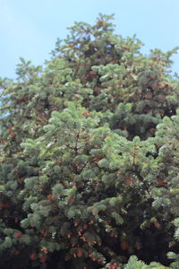 Close-up of fresh green plants against sky