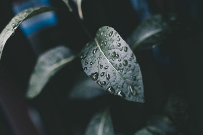 Close-up of raindrops on leaf