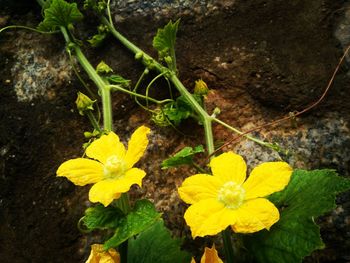 High angle view of yellow flowers blooming outdoors