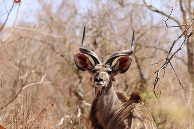 Portrait of giraffe on field