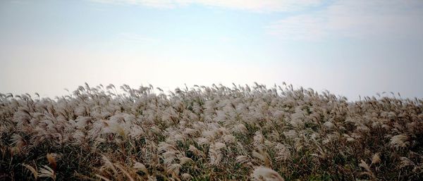 Plants growing on field