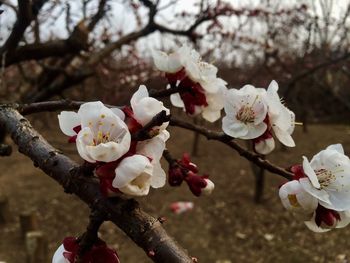 Close-up of apple blossoms in spring