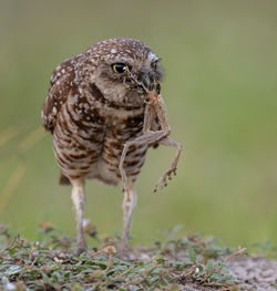 Close-up of owl eating frog