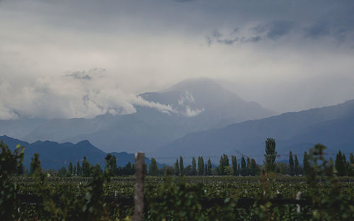 Scenic view of vineyard against sky