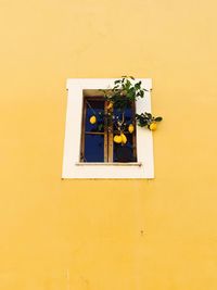 Low angle view of yellow window