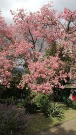 Pink flowers on tree