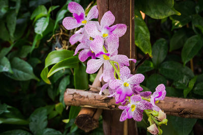 Close-up of pink flowering plant