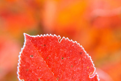 Beautiful red aronia leaves with a frosty edge. morning scenery in the garden. 