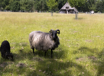 Hike through the lüneburg heath on the heidschnuckenweg. the heidschnucken are a most frugal breed