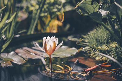 Close-up of lotus water lily in pond at forest