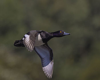 Close-up of bird flying