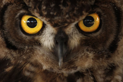 Close-up portrait of a owl