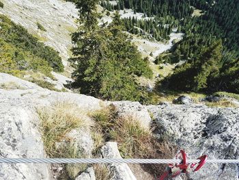 High angle view of plants growing on rocks in forest
