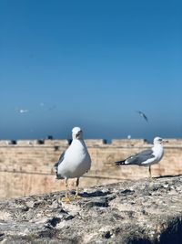 Seagull perching on a beach