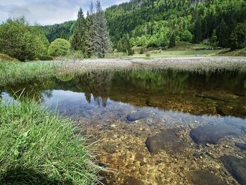 Reflection of trees in lake