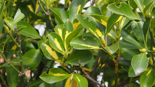 Close-up of fresh green tree