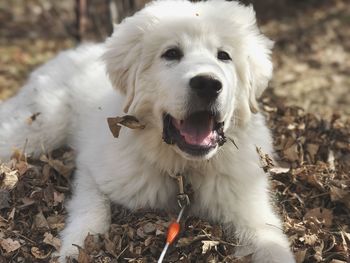 Close-up portrait of dog