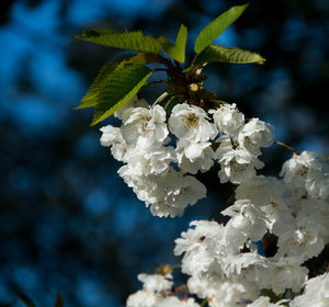 Close-up of cherry blossom