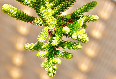 Close-up of plant