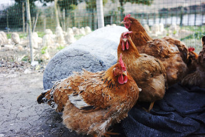 Domestic birds at farm