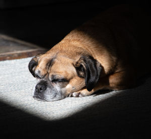 Close-up of dog sleeping