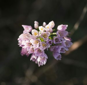 Close-up of pink flowers