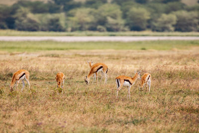 Impala antelope on field