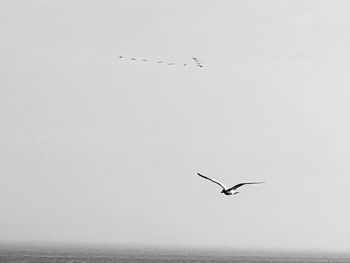 Seagulls flying in the sky