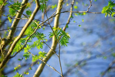 Beautiful rowan tree branches with leaves during spring season.