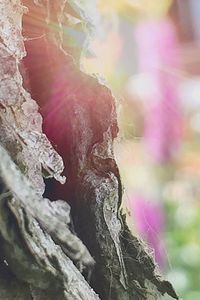 Close-up of rock formation