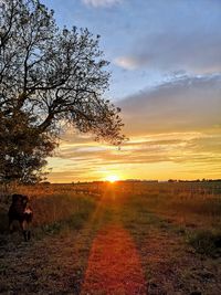 View of a horse on field during sunset