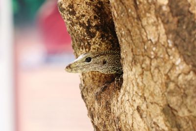 Close-up of lizard in tree trunk